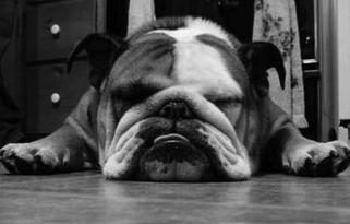 Implementación Atributos raza: Bulldog edad: 1 año nombre: Pancho Métodos ladra() come() duerme() Dos