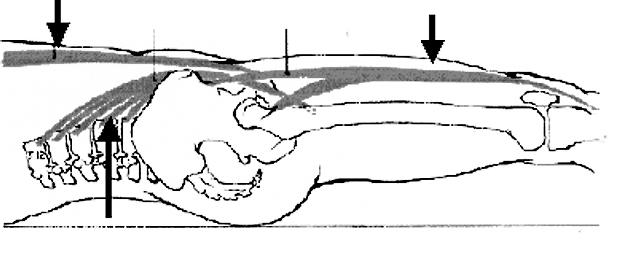 154 L A PREPARACIÓN FÍSICA EN EL FÚTBOL Fisiología de los abdominales Anatomía de este ejercicio Los elementos que participan en el levantamiento de piernas (figura 123) son: el recto anterior