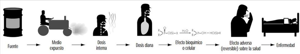 Identificación de peligros Fuente Medio Expuesto Dosis Interna Dosis Diana Efecto Bq o Celular Efecto adv.