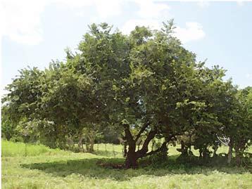 Caulote, cualote (Guazuma ulmifolia).