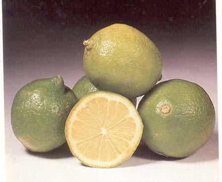 Hoja 6 de 31 Nombre común: Limón real Nombre científico: Citrus limon (L)
