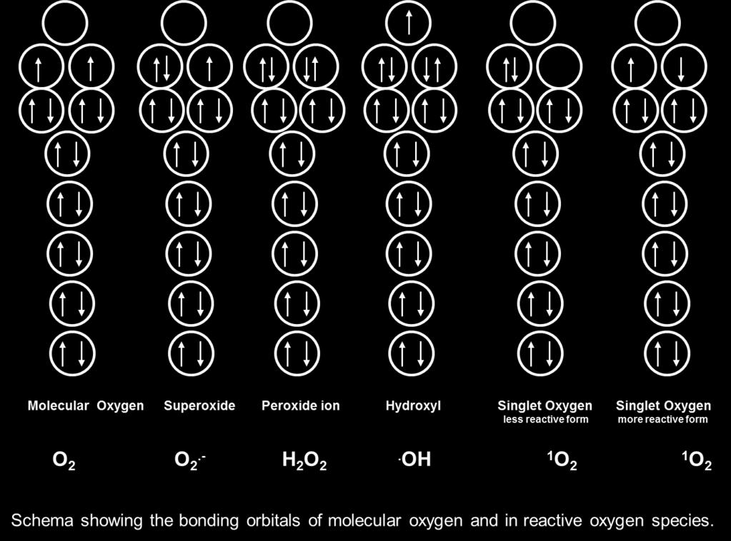 Especies reactivas de oxígeno Son generadas in vivo por el metabolismo aerobio Vía de reducción del oxígeno: O 2 -, H 2 O 2, OH El