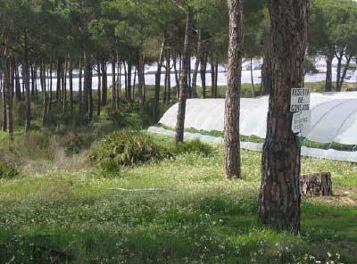 Doñana entre POTAD y 2009