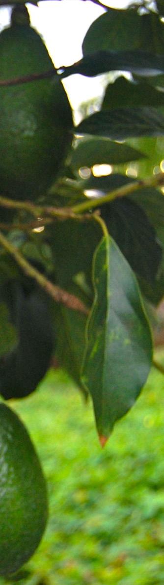 AGUACATE Nombre científico Persea americana Mill El árbol del aguacate es frondoso y de hoja perenne; tiene una floración muy generosa que cuaja en fruto en un porcentaje muy alto.