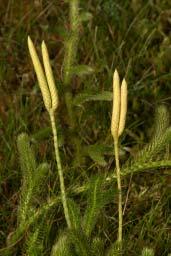 Lycopodium clavatum L. Pie de lobo Familia: Lycopodiaceae Descripción Caméfito de tallos rastreros de hasta tres metros de longitud, con brotes inclinados de unos 20 cm.