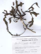 Esta especie fue localizada a principios de los años 80 del siglo pasado en Kolitza por personal del Herbario Jaca.