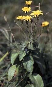 Crepis pyrenaica (L.) W. greuter Familia: Asteraceae Sinonimia Crepis blattarioides (L.) Vill. Descripción Herbácea erecta de hasta 70 centímetros de altura, con flores amarillas liguladas.