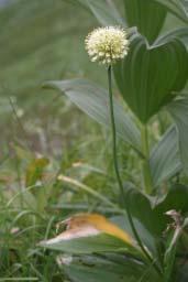 Allium victorialis L. Familia: Liliaceae Descripción Este bello ajo de 30-80 cm.