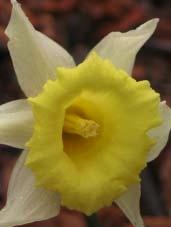 Narcissus nobilis (Haw.) Schultes fil. Lilipa, Narciso Trompón Familia: Liliaceae Sinonimia Narcissus pseudonarcissus L. subsp. nobilis (Haw.) A.