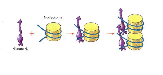 Los NUCLEOSOMAS están formados por: Núcleo nucleosómico: 8 moléculas de histona rodeadas por dos