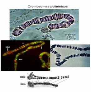 Existen cromosomas gigantes (miden 100 veces más) Resultan de sucesivas replicaciones de las cromátidas sin que se separen