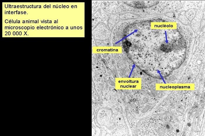 En el núcleo interfásico se distingue: La envoltura nuclear Uno o