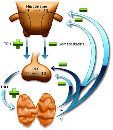 TSHn marcador nutricional déficit de Yodo. L. Peris Navarro La TSH a su vez es controlada por la TRH, hormona hipotalámica, completando el eje.