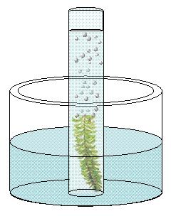17) Introduïm una rameta de la planta aquàtica elodea a dins d'un tub amb aigua, tal com s'indica a la figura.