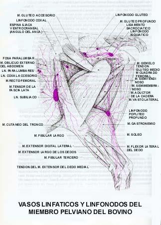 Ln. SUBLUMBARES Son cadenas de pequeños linfonodos ubicados a los lados de la Aorta caudal cerca de las vértebras lumbares. Ln.