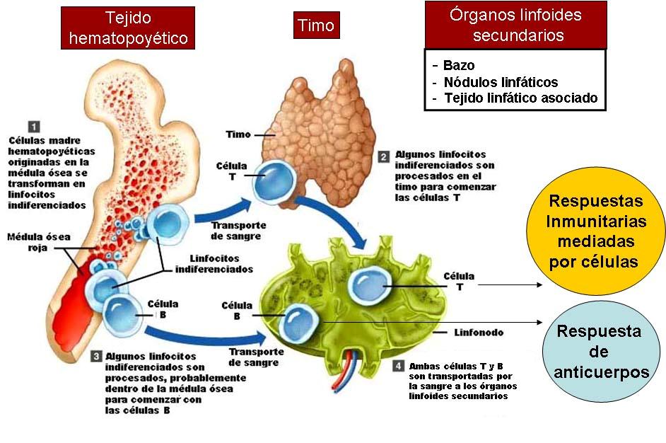 Órganos linfoides