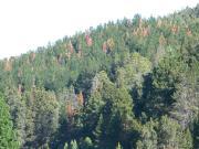 Superficie forestada supera las 80.000 ha. Alta dispersión territorial No hay industrias que procesen material del raleo.