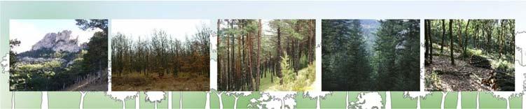 Tipologías de Proyectos de Carbono Forestal Elaboración de Insumos Técnicos y