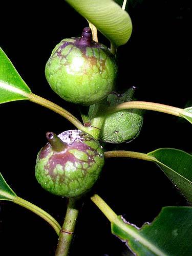 Ficus piresiana