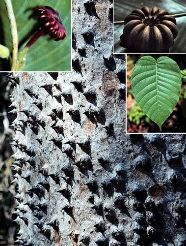 Croton matourensis