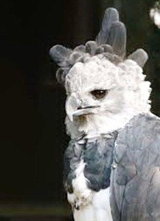 En dicha máscara se puede reconocer visiblemente que se basa en la arpía. Fig. 25. Detalles de aves de un textil Paracas, Lavalle Tejodos Milenarios del Perú, 1999, p.