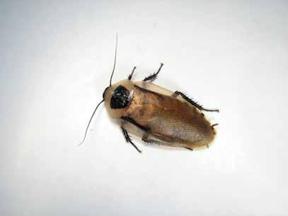 BLABERUS DISCOIDALIS cucaracha de techo, cucaracha discoidal, discoid roach IMPORTANCIA No son muy conocidas porque su número es escaso y su hábitat limitado.