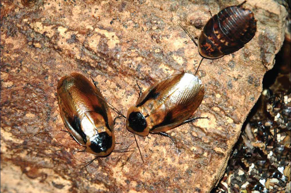 BLABERUS DISCOIDALIS cucaracha de techo, cucaracha discoidal, discoid roach Los huevos incuban durante 28 a 30 días y las hembras llevan las ootecas hasta el momento de eclosión de las ninfas.