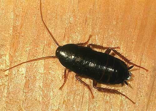 BLATTA ORIENTALIS (LINNAEUS) = (PERIPLANETA ORIENTALIS) cucaracha oriental, cucaracha negra, oriental IMPORTANCIA Blatta orientalis transmite, mecánicamente, al igual que otras especies de