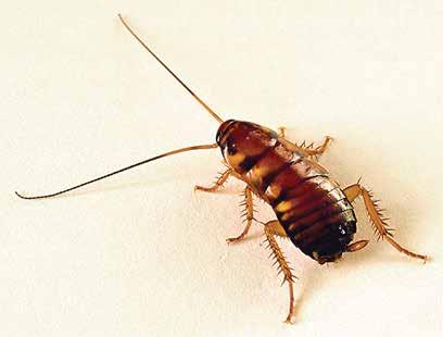 PERIPLANETA AMERICANA (LINNAEUS). cucaracha australiana, australian cockroach IMPORTANCIA Es una especie de importancia menor que la anterior.