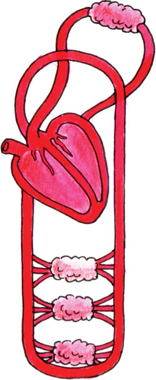 Hipertensió arterial - Augmenta el risc d'accidents cardiovasculars.