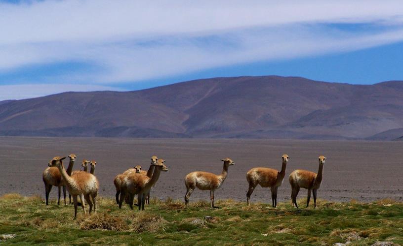 Conceptos Básicos Población de vicuñas Conjunto de organismos de la misma especie que ocupan