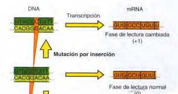 Mutaciones de varios pares de bases Las inserciones o deleciones afectan el marco de lectura: Inserciones: un trozo de DNA se inserta en un gen.