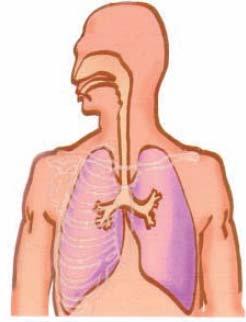 La provocación bronquial aumenta los eosinófilos en tejidos bronquiales y de la nariz La