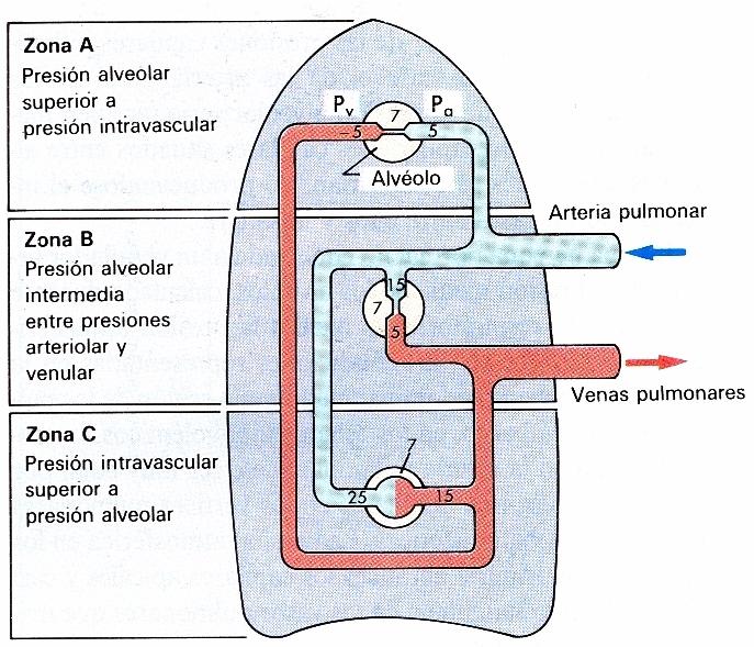 Patrones de flujo en la circulación pulmonar Capilares no serán perfundidos