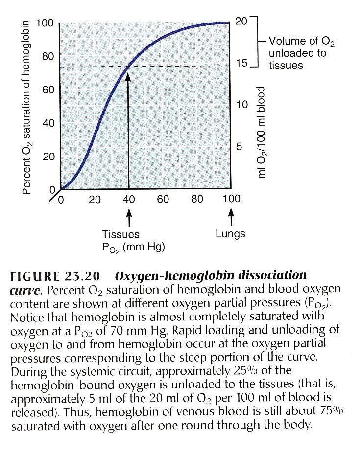 Curva de disociación de la Hemoglobina Consumo basal (en