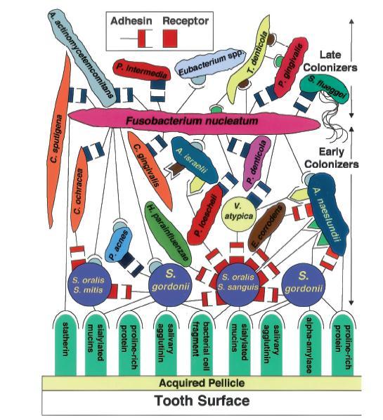 Adhesión bacteriana Esquema que muestra la participación de proteínas salivales, cepas bacterianas
