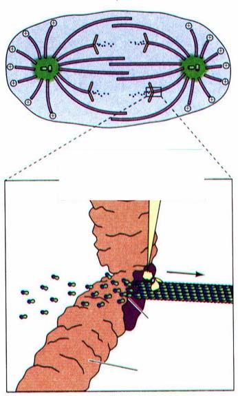 ANAFASE El comienzo de la anafase está indicado por la separación de las cromátidas a nivel de la constricción primaria.