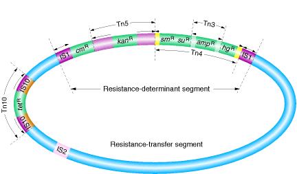 Plasmid carrying transposons & antibiotic-resistance genes From S. N. Cohen and J.