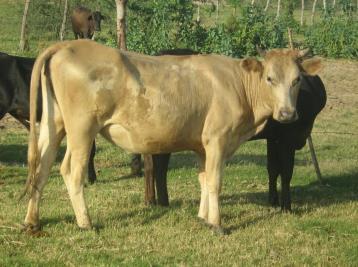 I N F O R M AC I Ó N E S TR AT É G I C A 2015 Este municipio ha sido tradicionalmente el primer productor de carne de bovino en el