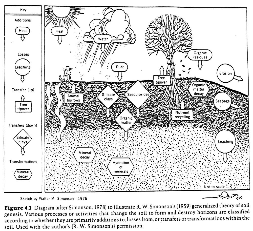 Agua subterránea como factor de formación del suelo o Ellis (1938) incluyó al agua subterránea como factor de formación del suelo.