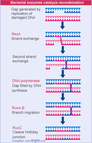 Enzimas bacterianas que catalizan la recombinación RecA Intercambio de cadenas de DNA RuvA,