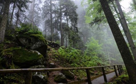 (Sujeto a variación en el momento de la emisión de los billetes aéreos) Una escapada a uno de los lugares mágicos de Europa: la Selva Negra.
