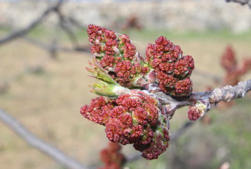 A primeros de abril se observaban las primeras flores de amapolas en la mitad sur donde además estaban en plena floración los campos de colza. En Navarra la colza floreció a mediados-finales del mes.