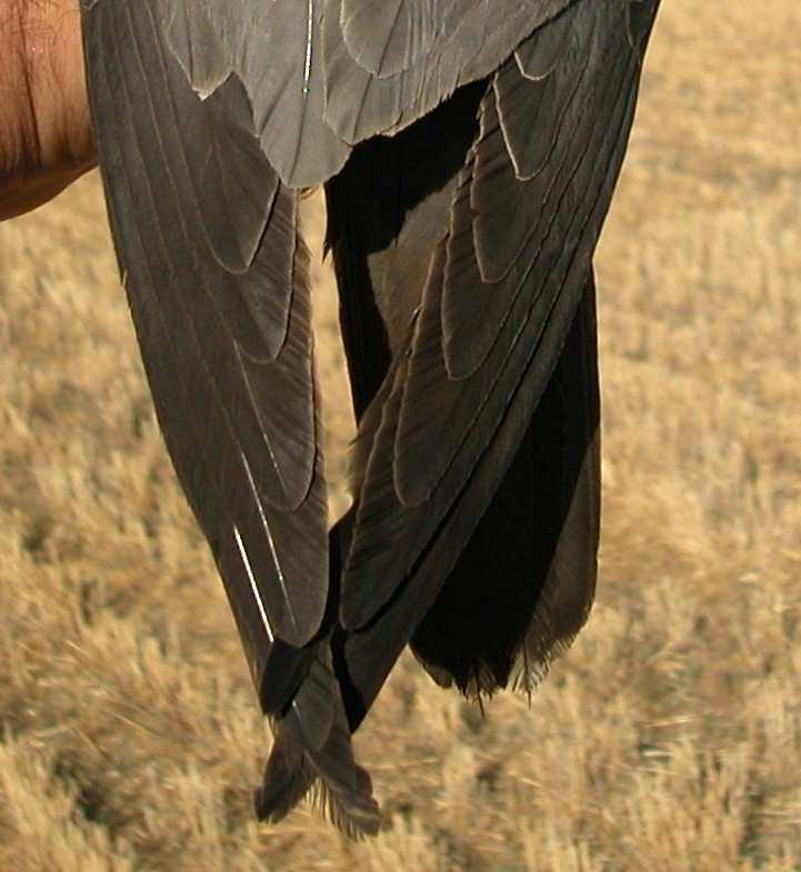 infracoberteras de la cola sin estrías o poco marcadas; partes inferiores rojo