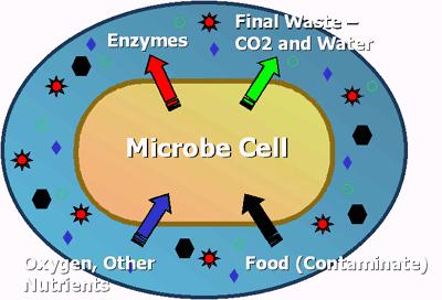 Biorremediación Los microorganismos
