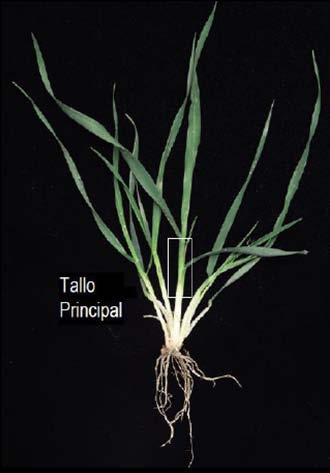 Tallo Fase vegetativa, el tallo se halla comprimido cerca de la superficie del suelo.