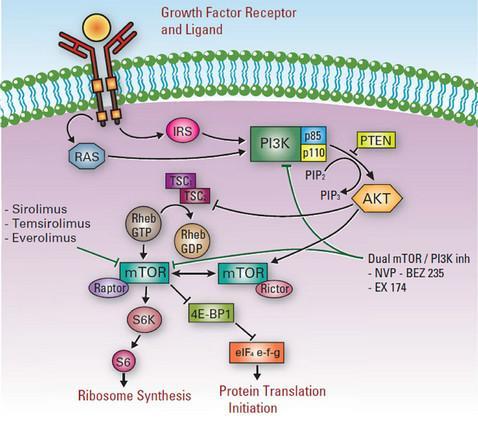 PI3K/Akt/mTOR Pathway mtorc1 inhibitors Everolimus