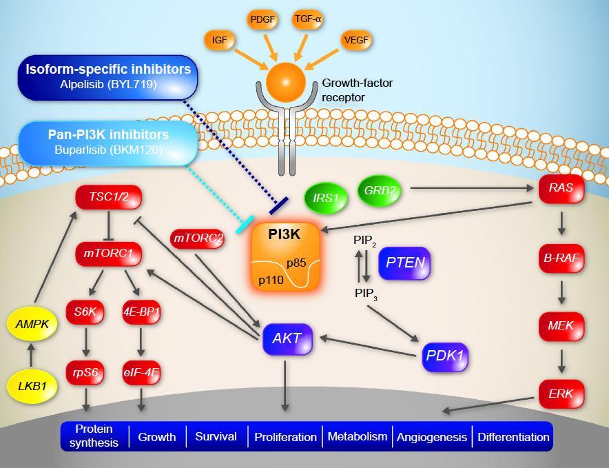 PI3K/Akt/mTOR Pathway Pan-PI3K inhibitors