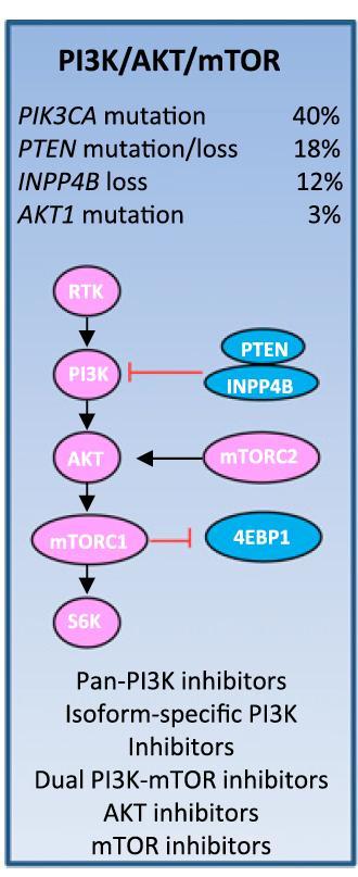 1. PI3K/Akt/mTOR Pathway 2. Inhibition of CDK4/6 3.