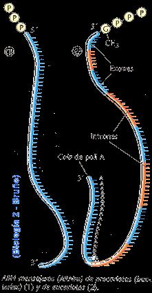 ARN MENSAJERO Es monocatenario, básicamente lineal, y con un peso molecular que oscila entre 200.000 y 1.000.000 de Da.